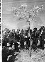 Arlington Cemetary - Veterans of the 65th plant a tree to honor those who did not come home.