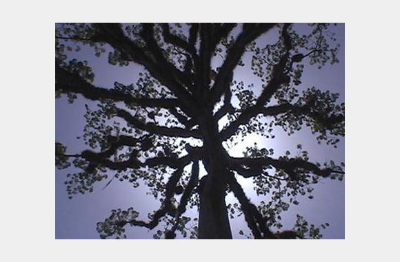Ceiba Tree - The center of Taino Cosmology.