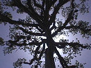 Ceiba Tree - The center of Taino Cosmology.