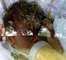 My son John Carlos Nieves Velez - Double exposure, I called this photograph a child of nature dreaming of paradise. - 1983